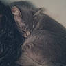 Draco joined the competition — help win amazing prizes! cat, gray_cat, sleeping, pet, animal, person, woman, glasses, hair, shoulder, cuddle, cozy, indoors, bedroom, blanket, portrait, close_up, resting, relaxed, black_borders