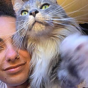 Draco is registered to the contest to win money with this photo: cat, person, selfie, portrait, gray_cat, fluffy, long_hair, green_eyes, whiskers, close_up, face, smiling, nose_ring, indoor, warm_lighting, pet, companion, fur, ears, photography