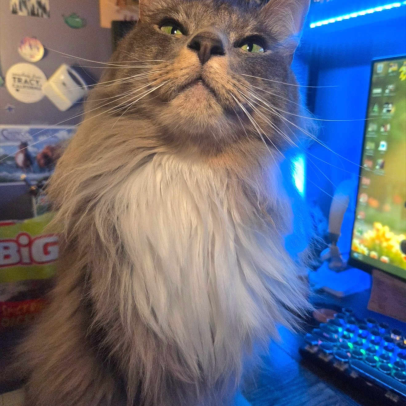 Draco joined the competition — help win amazing prizes! cat, long_hair, fluffy, gray_cat, white_chest, green_eyes, whiskers, ears, nose, pet, animal, portrait, close_up, sitting, indoor, computer, monitor, keyboard, blue_lighting, home_decor
