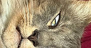 Draco is registered to the contest to win money with this photo: cat, gray_cat, close_up, face, eyes, whiskers, nose, fur, short_hair, pet, animal, portrait, sleepy, relaxed, indoors, red_blanket, textured_fur, blue_eyes, muzzle, photography