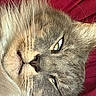 cat, gray_cat, close_up, face, eyes, whiskers, nose, fur, short_hair, pet, animal, portrait, sleepy, relaxed, indoors, red_blanket, textured_fur, blue_eyes, muzzle, photography
