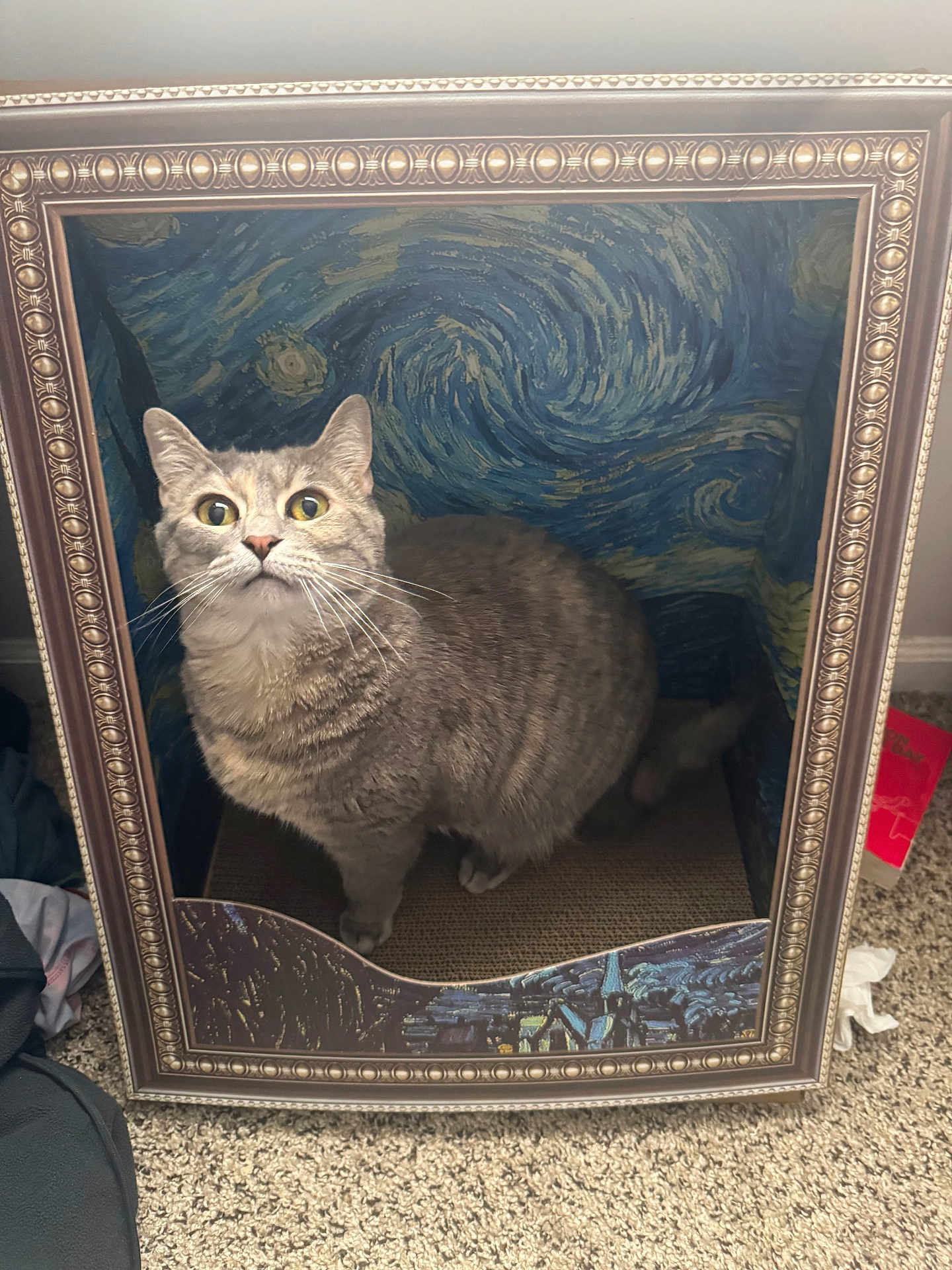 Mufasa is registered to the contest to win money with this photo: cat, tabby_cat, box, picture_frame, starry_night, van_gogh, carpet, indoor, curious, wide_eyes, gray_cat, feline, art, decorative, whiskers, pet, fur, animal, creative, cute