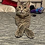 cat, gray_tabby, bed, pillow, crossed_paws, indoor, pet, feline, fur, whiskers, alert, resting, domestic_animal, cute, animal, cozy, comfortable, eyes, portrait, closeup
