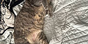 Mufasa joined the competition — help win amazing prizes! animal, bed, blanket, cat, cozy, cute, domestic_animal, feline, fur, gray_cat, indoor, lying_down, paw, pet, quilt, relaxed, resting, sleepy, tabby, whiskers