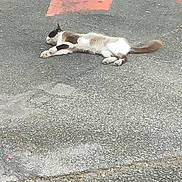 Chipie a rejoint le concours — aidez-le/la à gagner de superbes lots ! animal, asphalt, brown, cat, daytime, feline, fur, lazy, markings, nature, outdoor, pavement, quiet, relaxation, resting, road, sidewalk, solitude, sprawled, street