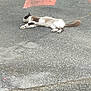 animal, asphalt, brown, cat, daytime, feline, fur, lazy, markings, nature, outdoor, pavement, quiet, relaxation, resting, road, sidewalk, solitude, sprawled, street