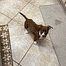 puppy, dog, brown, white, tile_floor, kitchen, water_bowls, pet_toy, curious, looking_up, ears, floor_mat, indoor, young_dog, small_dog, pet, animal, domestic, cute, standing