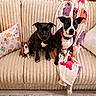 dog, puppy, couch, pillows, blanket, corduroy, beige, black_dog, white_dog, small_dog, pet, indoor, cute, animal, sitting, cozy, decor, ghost_pillow, pink_bow, three_dogs