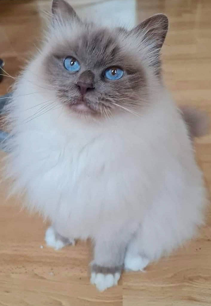 Pompon participe au concours pour gagner de l'argent avec cette photo : birman, british_longhair, carnivore, cat, electric_blue, fawn, felidae, flooring, fur, hardwood, iris, paw, ragdoll, small_to_medium_sized_cats, snout, tail, terrestrial_animal, varnish, whiskers, wood