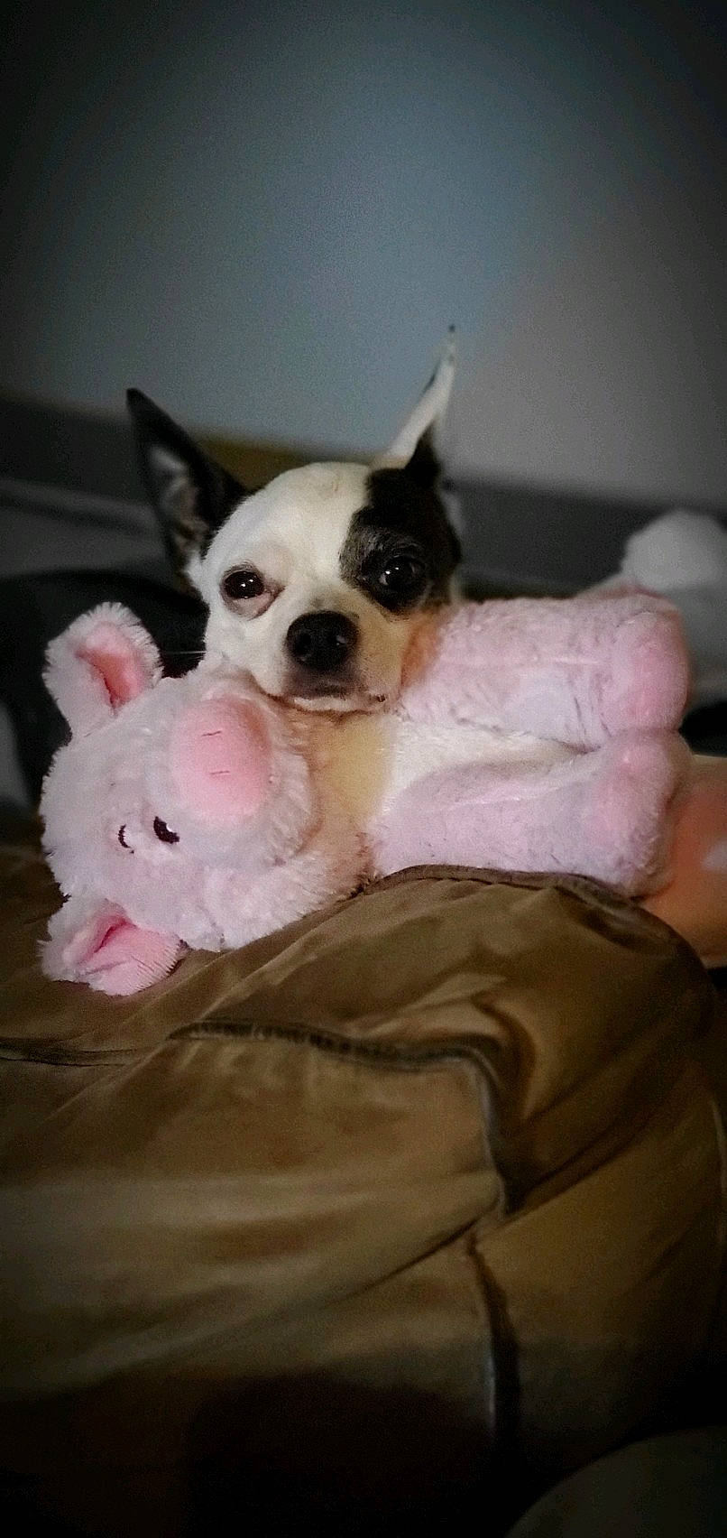 Petey joined the competition — help win amazing prizes! canidae, carnivore, comfort, companion_dog, corgi_chihuahua, dog, dog_breed, dog_supply, ear, fawn, fur, head, nose, pink, snout, sporting_group, terrestrial_animal, toy_dog, whiskers, working_animal