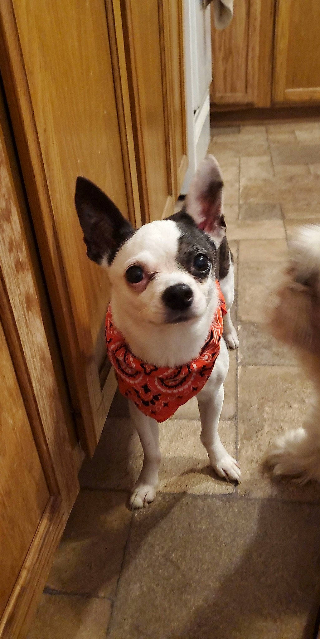 Petey joined the competition — help win amazing prizes! boston_terrier, carnivore, collar, companion_dog, dog, dog_breed, dog_collar, dog_supply, door, eye, fawn, flooring, head, pet_supply, sporting_group, tail, toy_dog, whiskers, wood, working_animal