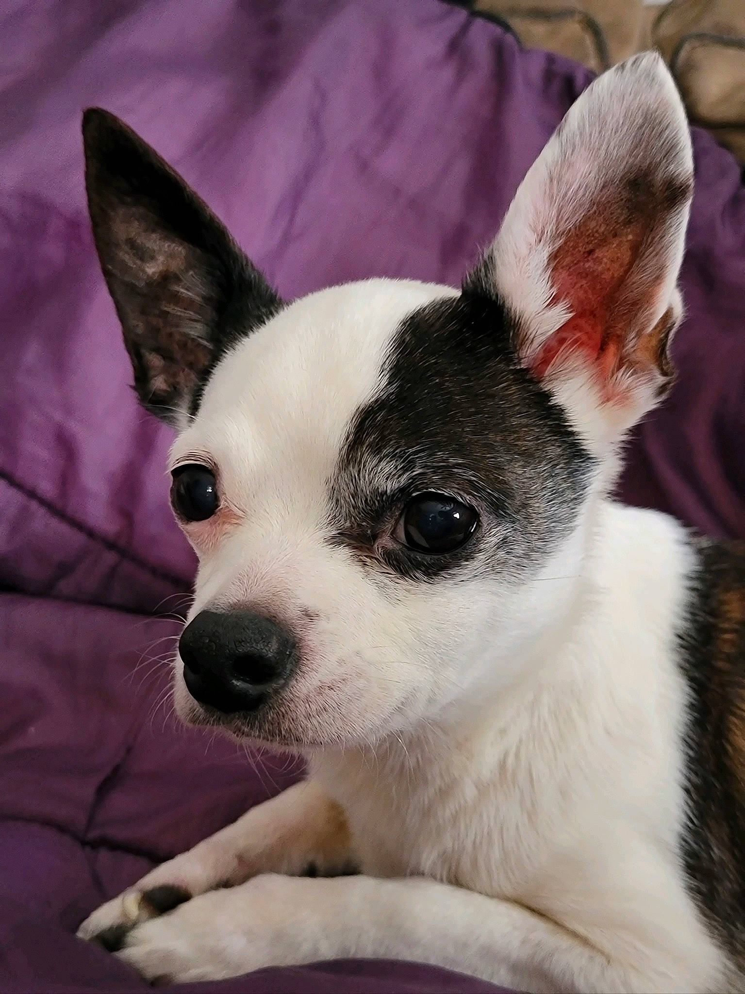 Petey is registered to the contest to win money with this photo: bored, canidae, carmine, carnivore, collar, comfort, companion_dog, dog, dog_breed, ear, fawn, fur, non_sporting_group, snout, terrestrial_animal, toy_dog, whiskers, working_animal