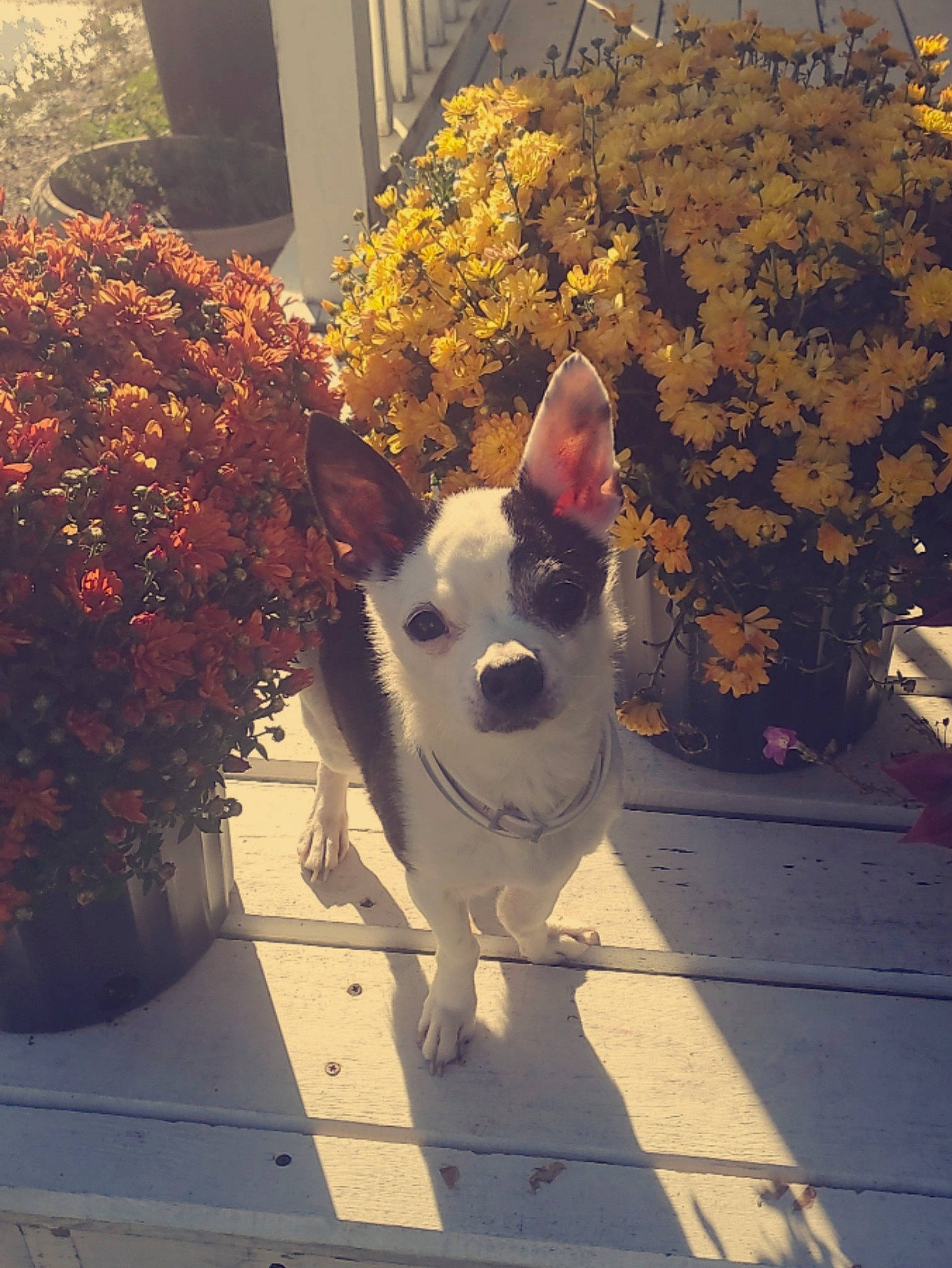 Petey is registered to the contest to win money with this photo: canidae, carnivore, companion_dog, dog, dog_breed, fawn, flower, flowerpot, grass, houseplant, light, plant, snout, sporting_group, tail, terrier, toy_dog, tree, whiskers, working_animal