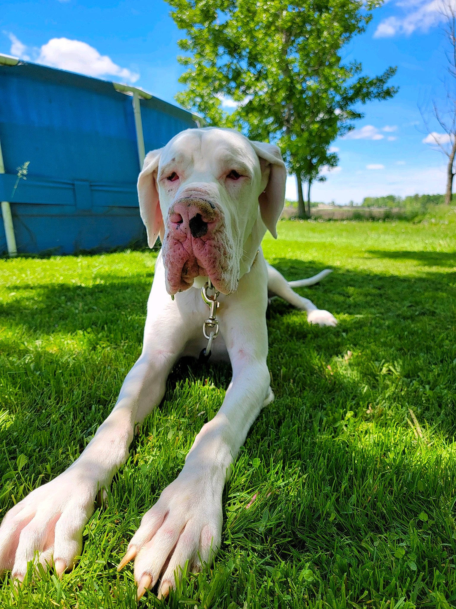 Hoss joined the competition — help win amazing prizes! canidae, carnivore, cloud, collar, companion_dog, dog, dog_breed, dog_collar, fawn, grass, grassland, lawn, liver, plant, sky, snout, sporting_group, tail, tree, working_animal