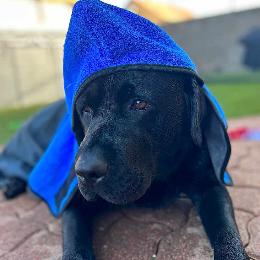 River Dream a rejoint le concours — aidez-le/la à gagner de superbes lots ! animal, blanket, boy, canine, child, clothing, dog, hat, hood, hoodie, hound, knitwear, labradorretriever, male, person, pet, puppy, sweater, sweatshirt, towel