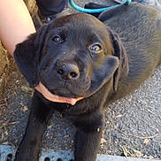 River Dream participe au concours pour gagner de l'argent avec cette photo : accessories, animal, boxer, bulldog, canine, clothing, dog, drain, footwear, grass, labradorretriever, leash, pants, path, pet, plant, puppy, shoe, sidewalk, strap