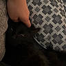 Caillou participe au concours pour gagner de l'argent avec cette photo : animal, black_cat, close_up, comfort, cozy, cushion, domestic_cat, eyes, feline, hand, home, human_interaction, indoor, patterned_fabric, pet, relaxation, resting, soft_fur, touch, warm_lighting
