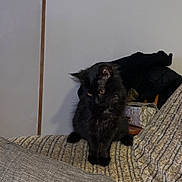Caillou participe au concours pour gagner de l'argent avec cette photo : animal, black_cat, blanket, cat, couch, cozy, curious, domestic, feline, furniture, home, indoor, looking_down, mammal, pet, quiet, relaxed, sitting, soft_lighting, texture