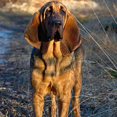 Freya De La Gué Ferolle