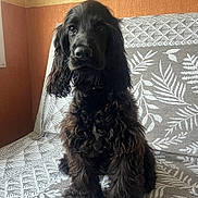 Vanille participe au concours pour gagner de l'argent avec cette photo : dog, black_dog, curly_fur, pet, indoor, couch, patterned_couch, sitting, looking_at_camera, fur, animal, companion, cute, portrait, home, cozy, calm, furniture, wallpaper, natural_light