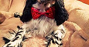 Gaston participe au concours pour gagner de l'argent avec cette photo : dog, bow_tie, black_and_white, fluffy, pet, canine, blanket, indoor, portrait, cute, relaxed, fur, animal, companion, cozy, lying_down, adorable, soft, domestic_animal, looking_up
