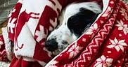 Gaston a rejoint le concours — aidez-le/la à gagner de superbes lots ! black_and_white_dog, blanket, comfort, couch, cozy, dog, fabric, fur, holiday, homedecor, indoor, pattern, pet, red, relaxing, resting, snug, white, winter, wrapped