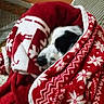 dog, blanket, red, white, cozy, wrapped, indoor, pet, resting, black_and_white_dog, fabric, pattern, homedecor, relaxing, couch, fur, snug, comfort, winter, holiday