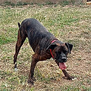 Patchouli a rejoint le concours — aidez-le/la à gagner de superbes lots ! dog, brindle, collar, tongue_out, playful, grass, yard, outdoor, pet, canine, animal, brown, black, white_paws, standing, play, window, wall, nature, summer