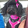dog, black_dog, pink_harness, pink_bow, car_interior, pet, seated, fur, collar, companion, animal, cute, fluffy, small_dog, passenger, window, seat, human_arm, tattoo, portrait