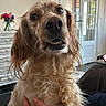 brown_fur, close_up, curious, dog, floppy_ears, flowers, fluffy, friendly, glass_door, golden_dog, home, human_hand, indoors, large_nose, long_hair, open_mouth, pet, portrait, sitting, teeth