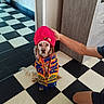 Tyna a rejoint le concours — aidez-le/la à gagner de superbes lots ! animal, brown_and_white, checkerboard_floor, colorful_clothing, dog, doorway, football_fan, funny_costume, hat, human_hand, indoors, long_hair, pet, portrait, red_hat, scarf, sitting, sports_scarf, tile_floor, wardrobe