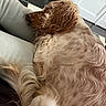 Tyna participe au concours pour gagner de l'argent avec cette photo : animal, brown_and_white, close_up, clothing, cozy, curly_coat, dog, door, floppy_ears, human, indoor, lap, long_hair, pet, portrait, relaxed, resting, sleeping, spaniel, tile_floor