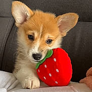 Brioche participe au concours pour gagner de l'argent avec cette photo : animal, brown, corgi, couch, cozy, cute, dog, ears, fur, gray, indoor, paw, pet, plush, puppy, resting, snout, strawberry, toy, white