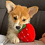 animal, brown, corgi, couch, cozy, cute, dog, ears, fur, gray, indoor, paw, pet, plush, puppy, resting, snout, strawberry, toy, white
