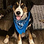 Jax is registered to the contest to win money with this photo: dog, bandana, blue_bandana, happy, indoor, floor, wooden_floor, pet, animal, sitting, tongue_out, toy, blanket, brown, black, white, tri_color, cute, companion, domestic_animal