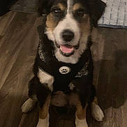 Jax is registered to the contest to win money with this photo: dog, puppy, black_fur, white_fur, brown_fur, harness, floor, wooden_floor, indoor, pet, canine, animal, sitting, looking_up, smiling, fur, ears, paws, cute, domestic_animal