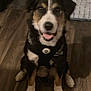 dog, puppy, black_fur, white_fur, brown_fur, harness, floor, wooden_floor, indoor, pet, canine, animal, sitting, looking_up, smiling, fur, ears, paws, cute, domestic_animal