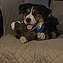 Jax joined the competition — help win amazing prizes! dog, stuffed_toy, quilted_cover, chair, indoor, pet, animal, black, brown, white, happy, tongue_out, furry, collar, paw, relaxed, cozy, home, smiling, sitting