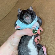 Mister Handsome joined the competition — help win amazing prizes! animal, beige, bracelet, close_up, couch, cute, domestic_pet, fingers, fur, green_nail_polish, hand, holding, indoor, nails, pet, pink_paws, rat, small, sweater, whiskers