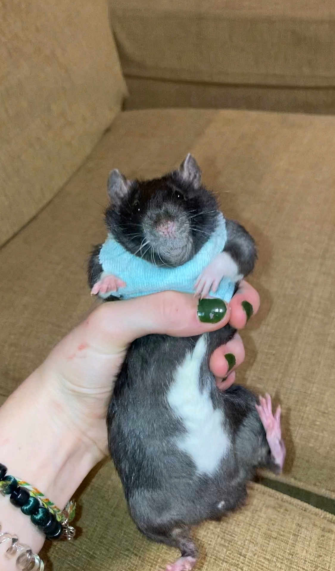 Mister Handsome