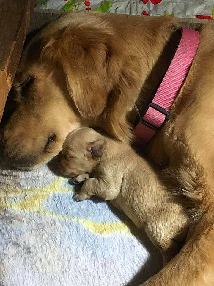 Sadie joined the competition — help win amazing prizes! canidae, carnivore, companion_dog, dog, dog_breed, fawn, golden_retriever, leonberger, liver, puppy, snout, sporting_group