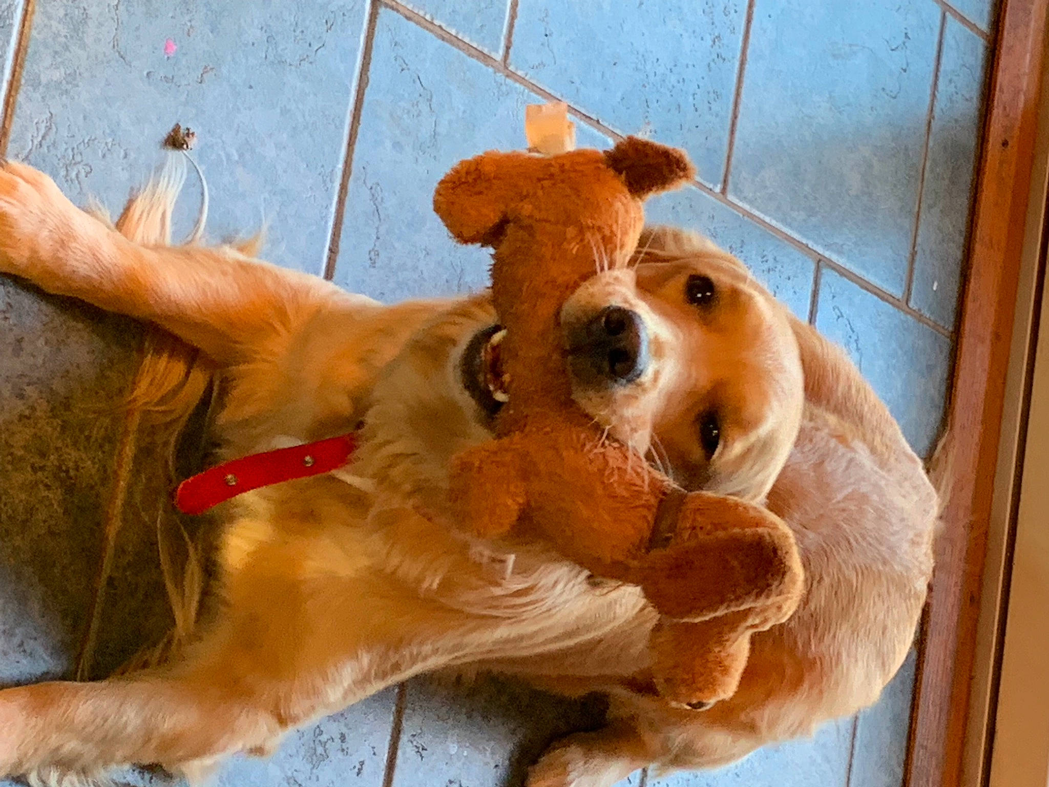 Sadie is registered to the contest to win money with this photo: ancient_dog_breeds, canidae, carnivore, companion_dog, dog, dog_breed, fawn, golden_retriever, snout, spaniel, sporting_group