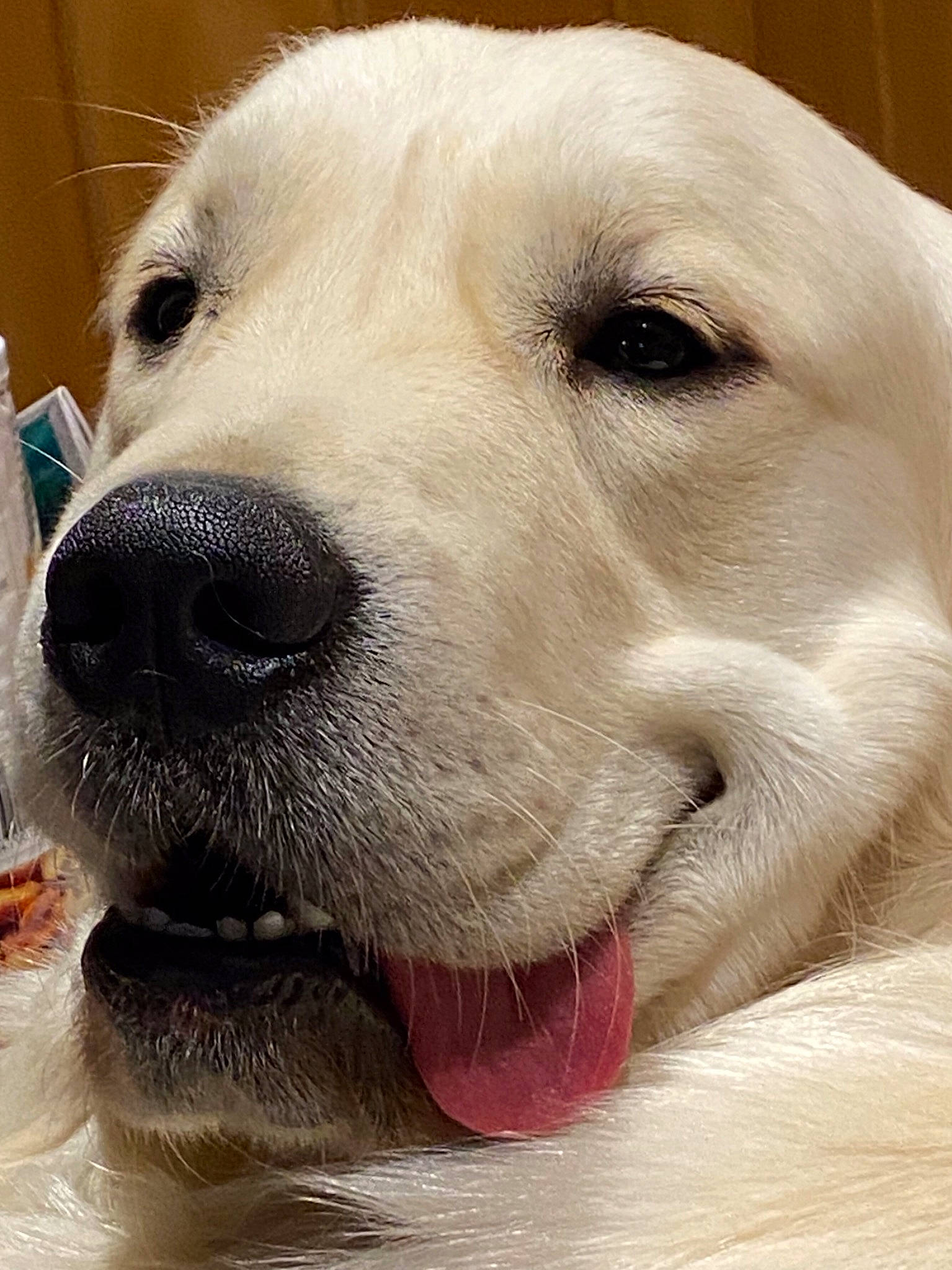 Jaxson joined the competition — help win amazing prizes! akbash_dog, canidae, carnivore, close_up, companion_dog, dog, dog_breed, golden_retriever, great_pyrenees, labrador_retriever, livestock_guardian_dog, mammal, maremma_sheepdog, nose, polish_tatra_sheepdog, retriever, snout, sporting_group, vertebrate, whiskers