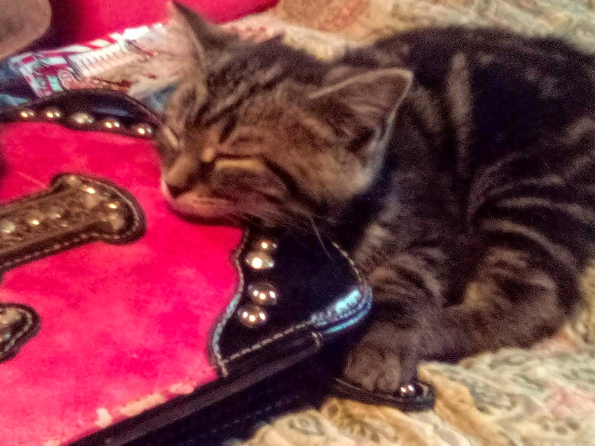 Riley joined the competition — help win amazing prizes! carnivore, cat, claw, domestic_short_haired_cat, felidae, fur, kitten, paw, pet_supply, small_to_medium_sized_cats, tabby_cat, vertebrate, whiskers