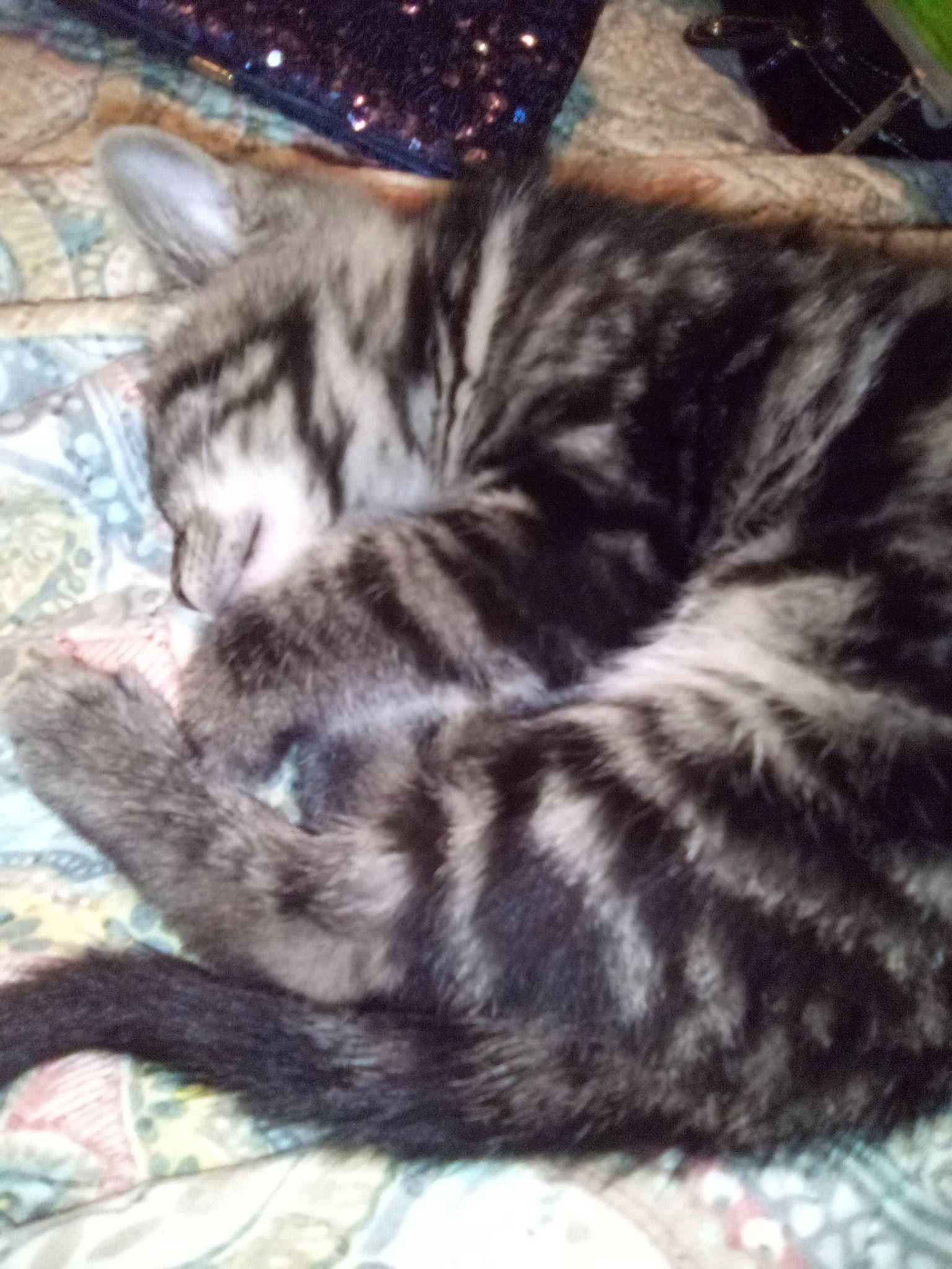 Riley is registered to the contest to win money with this photo: carnivore, cat, comfort, domestic_short_haired_cat, felidae, fur, nap, small_to_medium_sized_cats, tabby_cat, vertebrate, whiskers