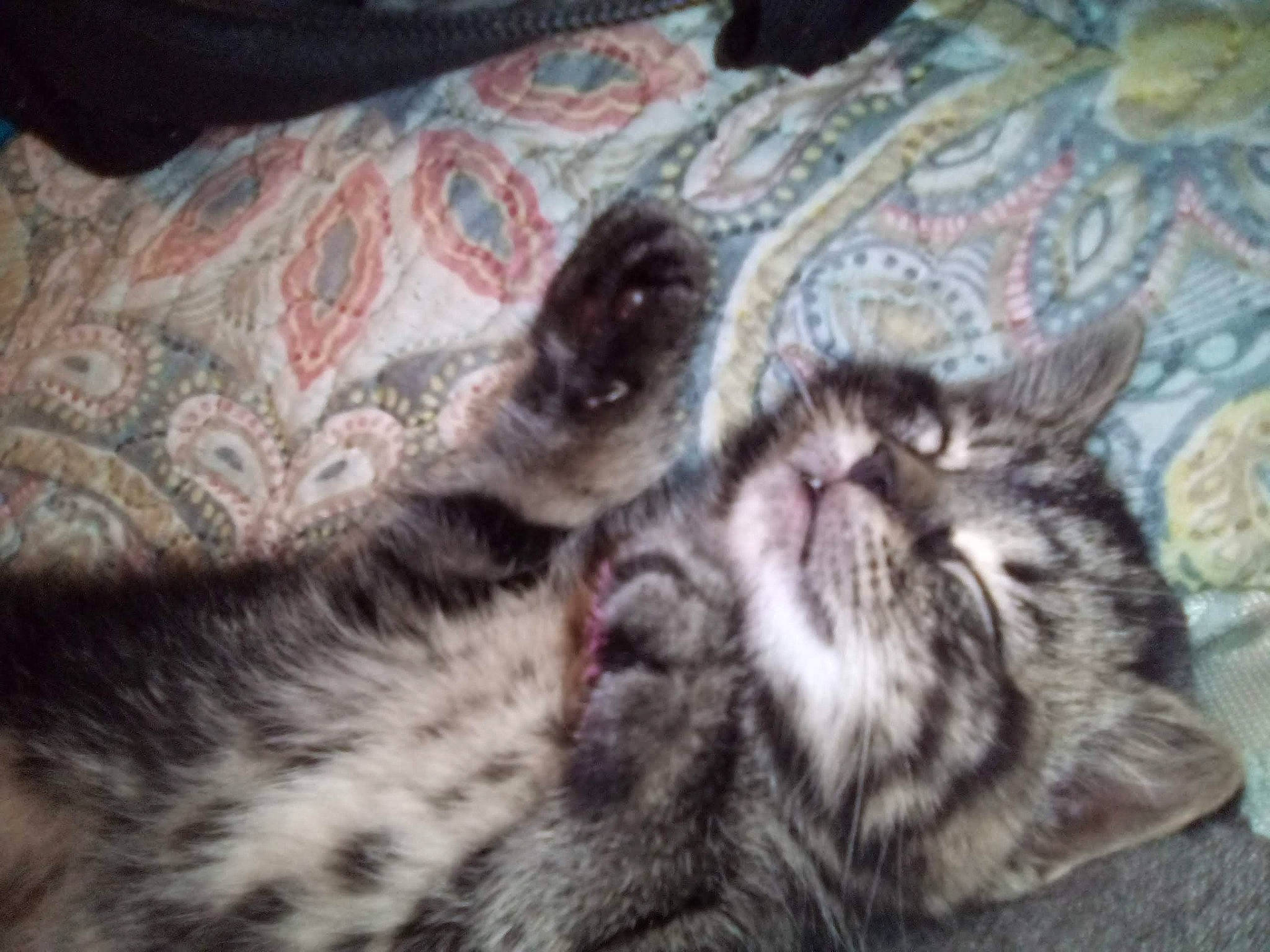 Riley joined the competition — help win amazing prizes! carnivore, cat, comfort, felidae, fur, linens, small_to_medium_sized_cats, terrestrial_animal, vertebrate, whiskers