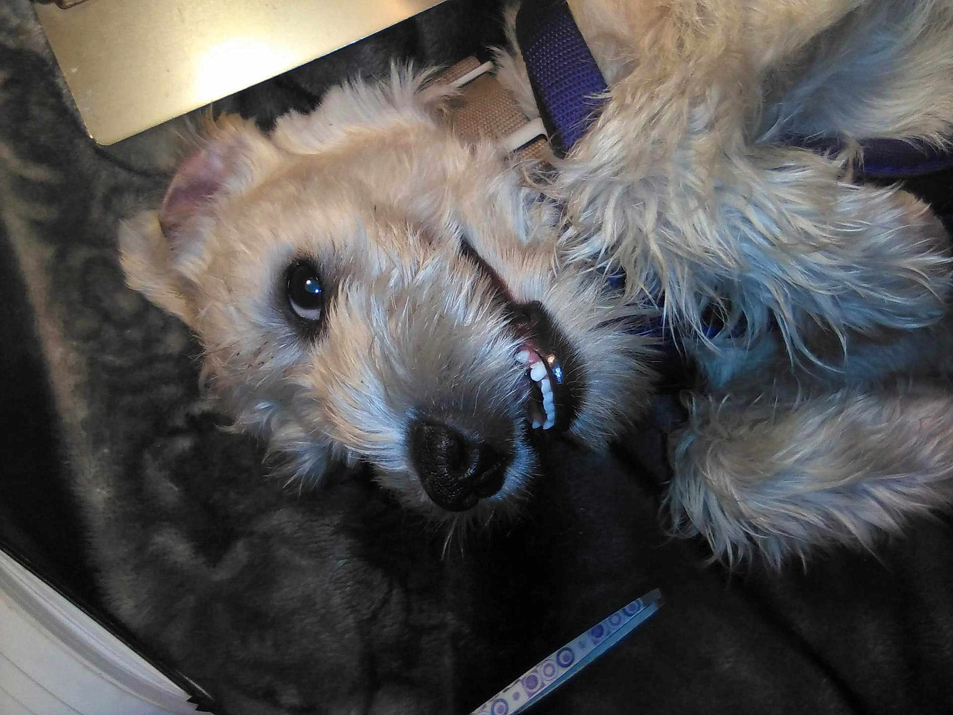 Charlene is registered to the contest to win money with this photo: dog, pet, fur, smile, teeth, lying_down, closeup, animal, cute, fluffy, collar, playful, indoor, canine, face, nose, eye, paw, resting, texture