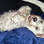 Charlene is registered to the contest to win money with this photo: dog, white, fluffy, pet, lying_down, blanket, blue_blanket, cozy, cute, teeth, playful, relaxed, indoor, fur, animal, canine, ears, paw, sleepy, smiling