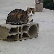 Cachou a rejoint le concours — aidez-le/la à gagner de superbes lots !