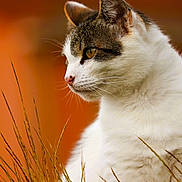Windows participe au concours pour gagner de l'argent avec cette photo : cat, animal, close_up, portrait, white_fur, tabby, grass, outdoor, nature, feline, whiskers, ears, profile, soft_light, background_blur, curious, pet, mammal, wildlife, calm